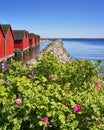 Plants and flowers on the stone groyne at the harbor Weisse Wiek in Boltenhagen on the Baltic Sea. Germany